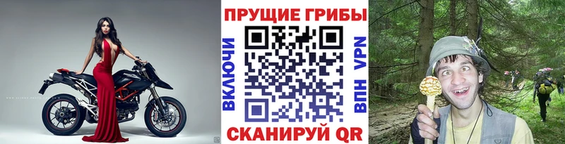 Купить где  Ишимбай  Псилоцибиновые грибы Cubensis 